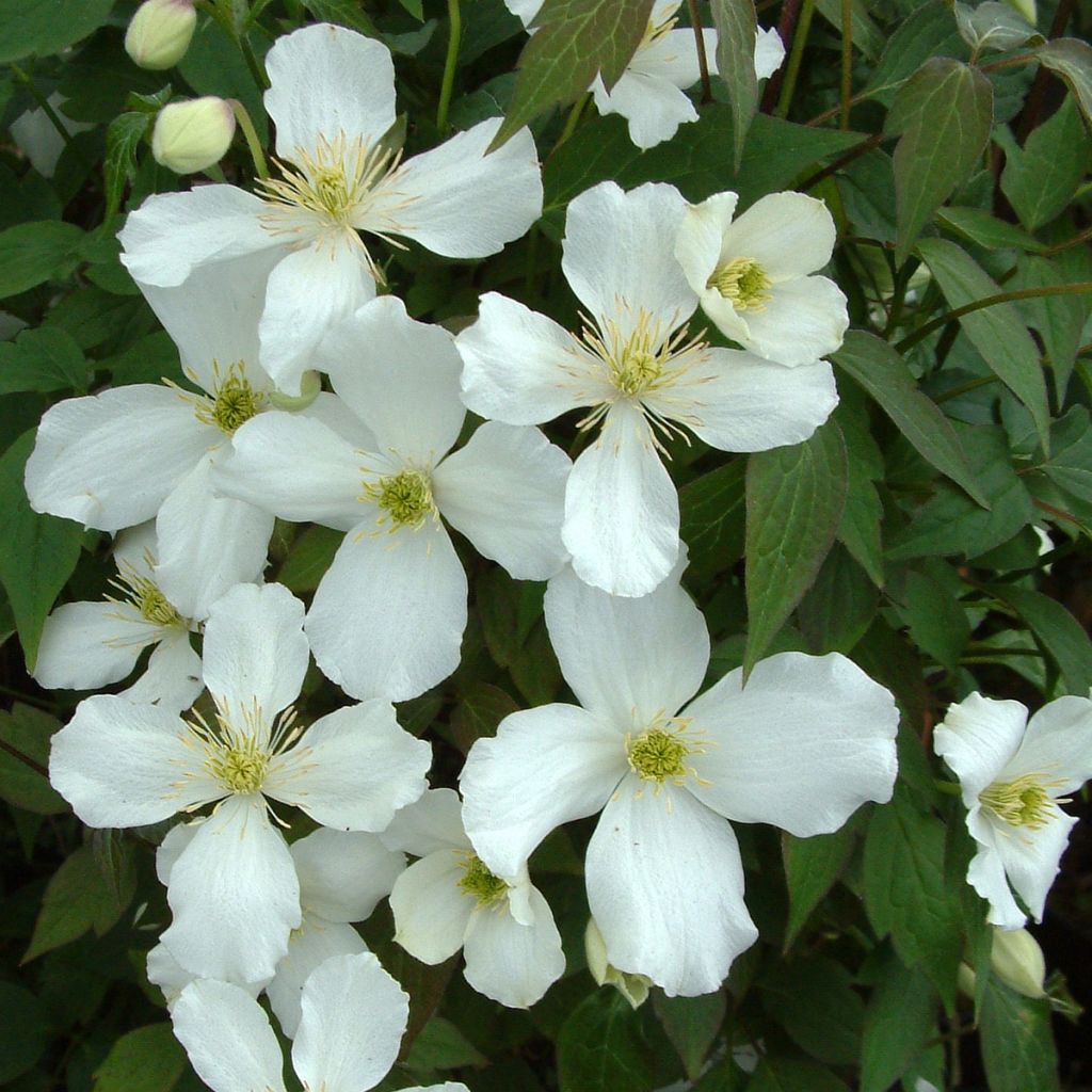 Clematis montana Grandiflora