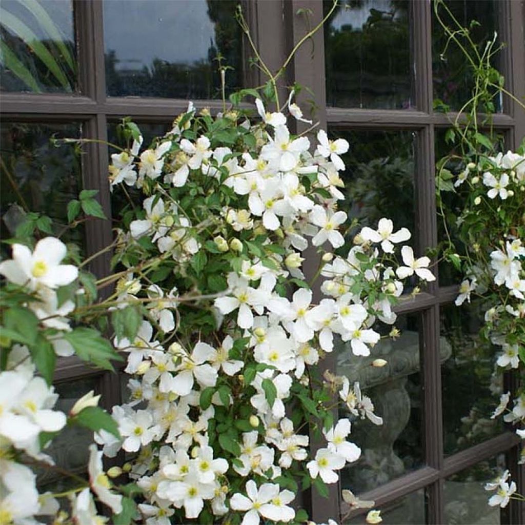 Clematis montana Spooneri