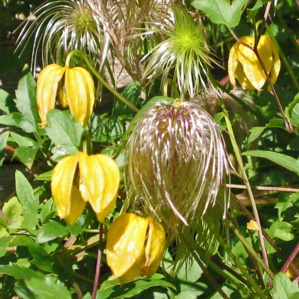 Clematis tangutica - Golden clematis