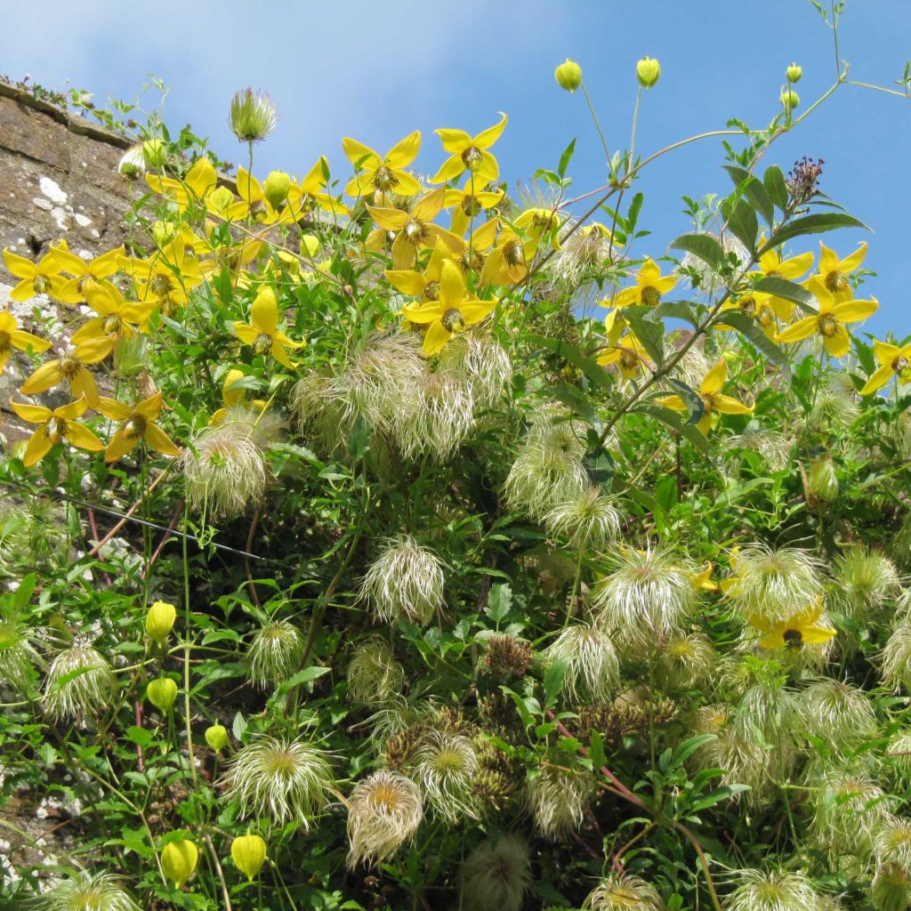 Clematis tangutica - Golden clematis