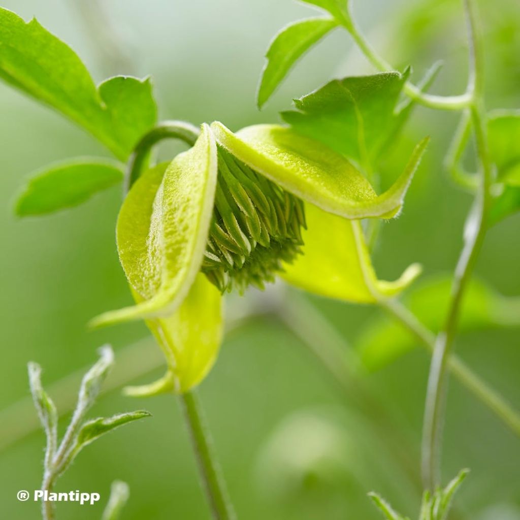 Clematis Little Lemons