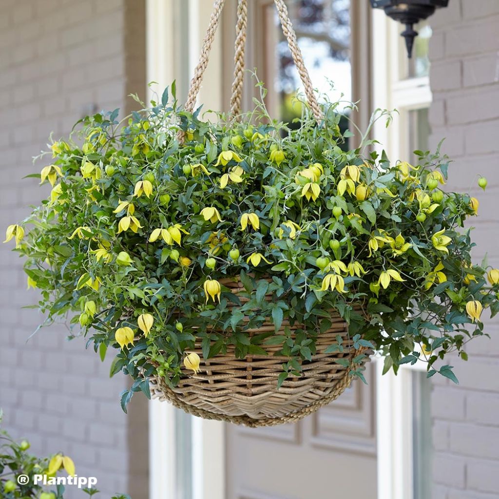 Clematis Little Lemons