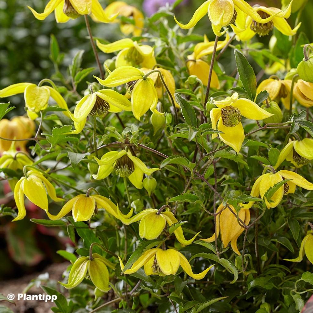 Clematis Little Lemons
