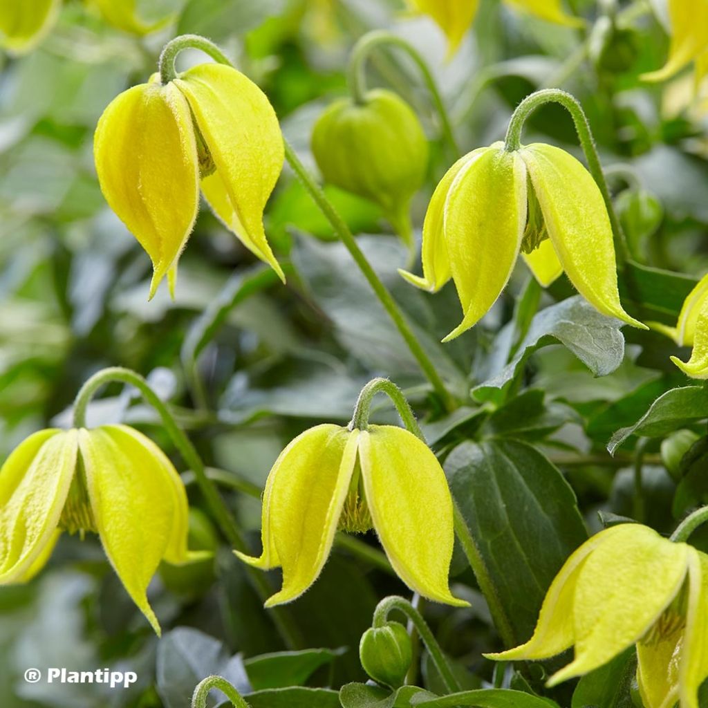 Clematis Little Lemons