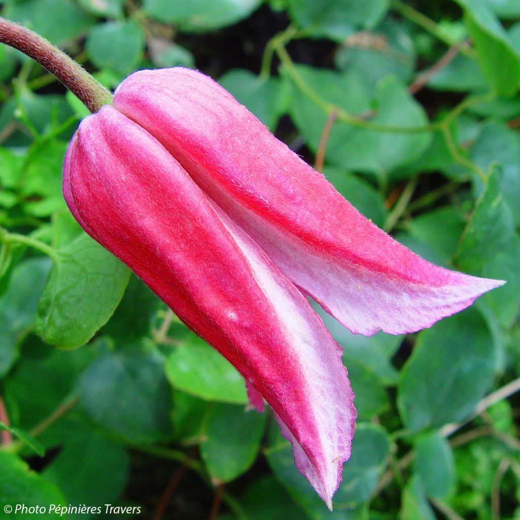 Clematis texensis Queen Maxima - Scarlet Leather Flower