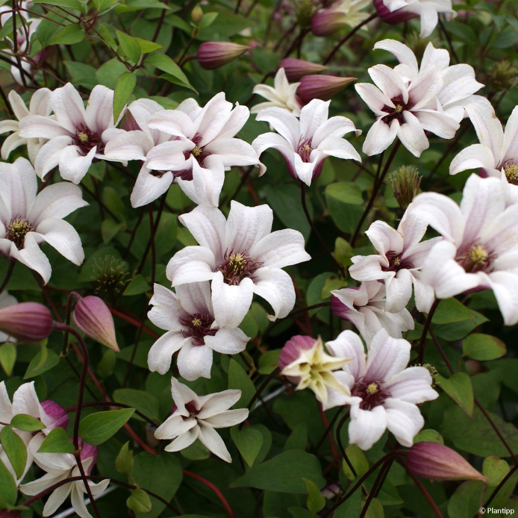 Clematis texensis Princess Kate - Scarlet Leather Flower