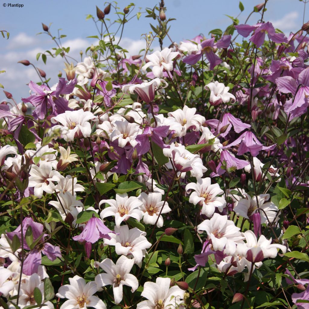 Clematis texensis Princess Kate - Scarlet Leather Flower