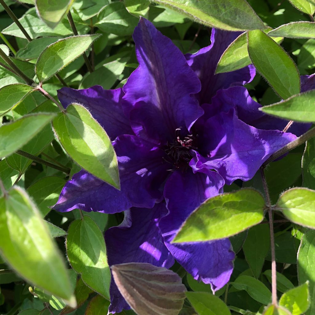 Clematis The President