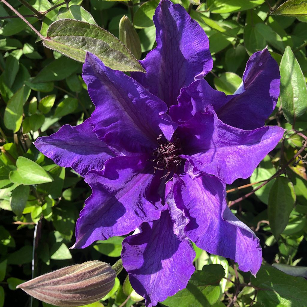 Clematis The President