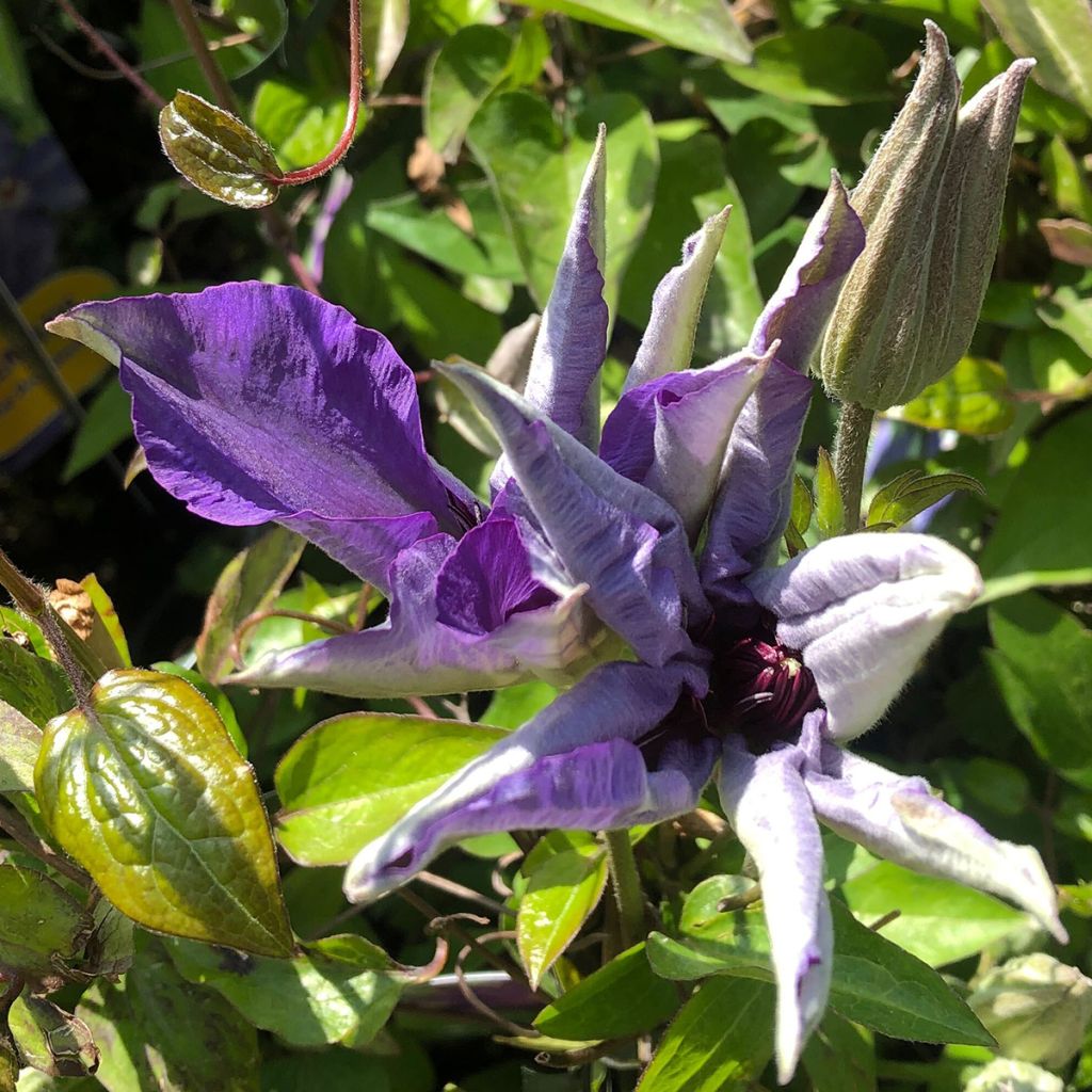 Clematis The President