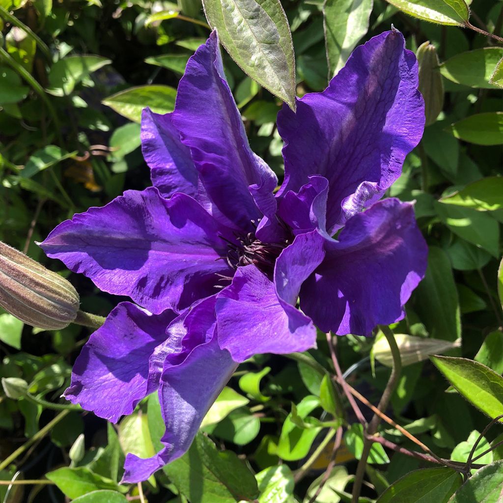 Clematis The President