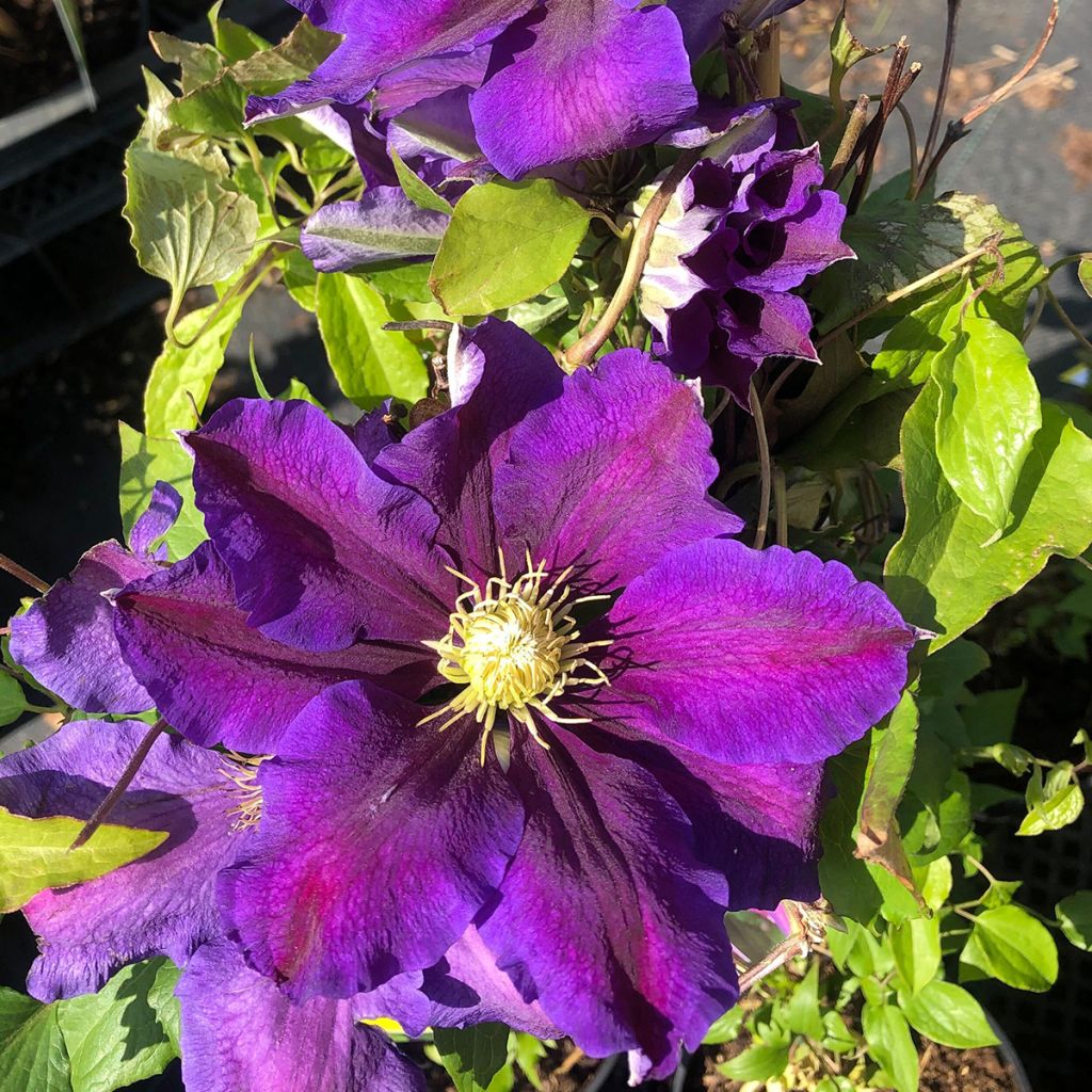 Clematis patens 'The Vagabond'
