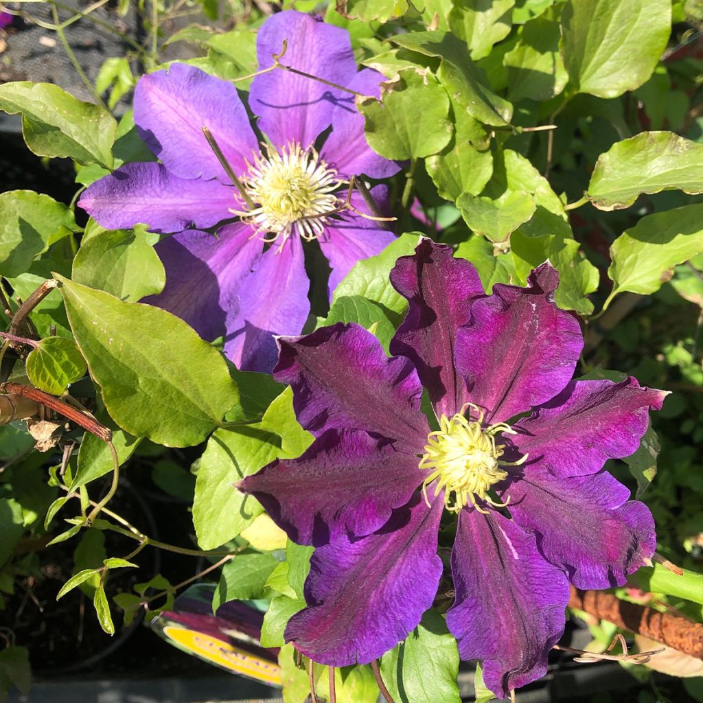 Clematis patens 'The Vagabond'