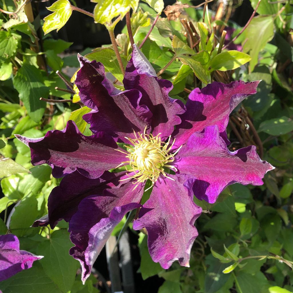 Clematis patens 'The Vagabond'