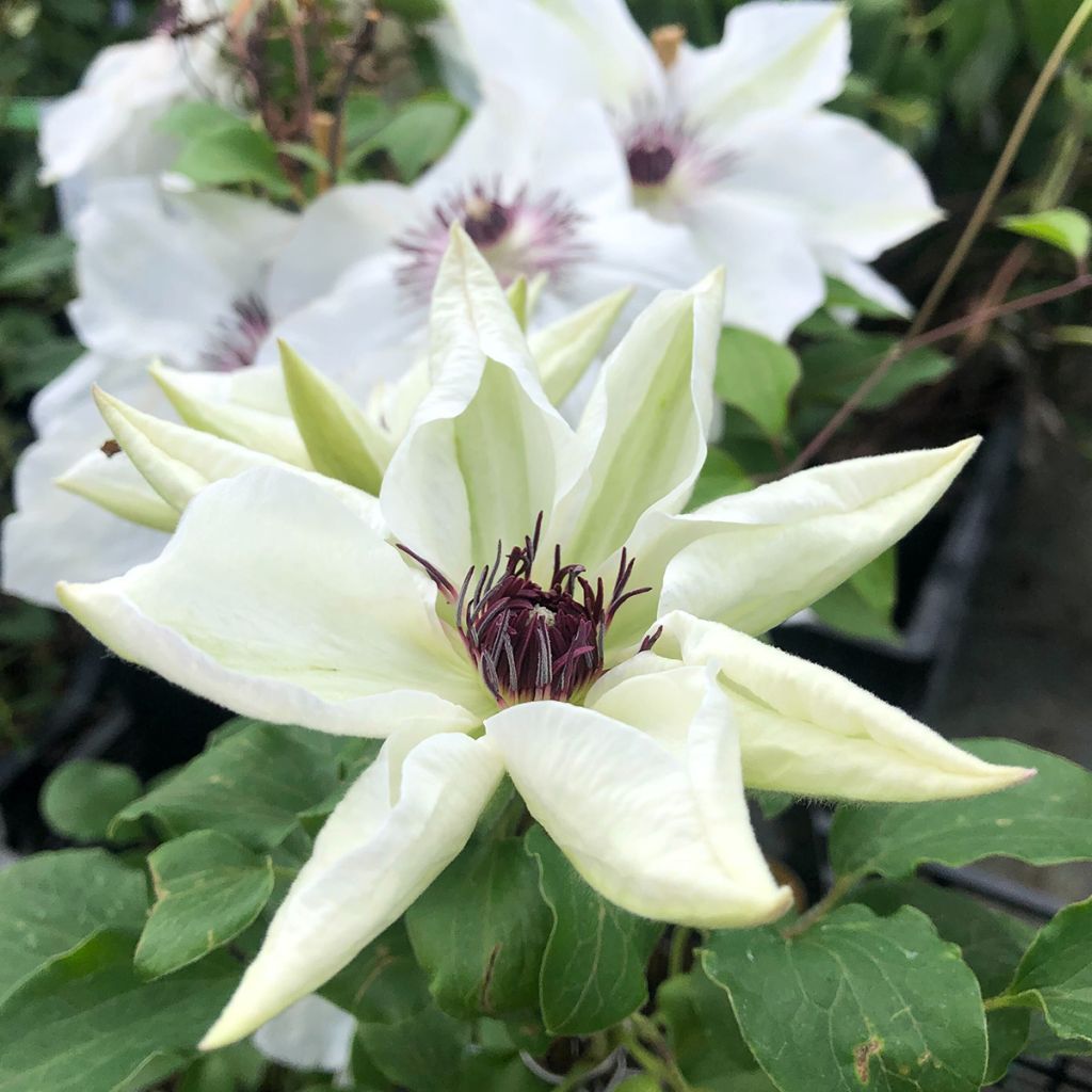 Clematis x patens White Pearl 