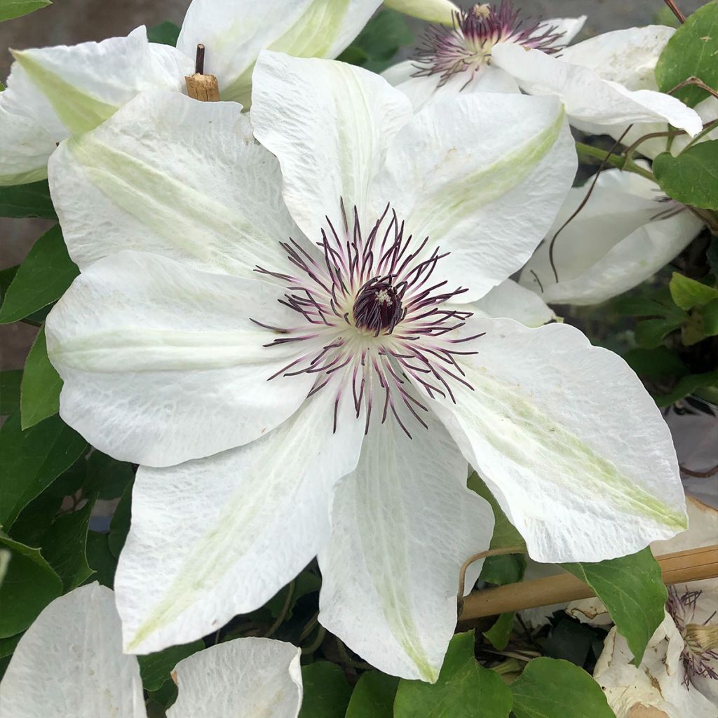 Clematis x patens White Pearl 