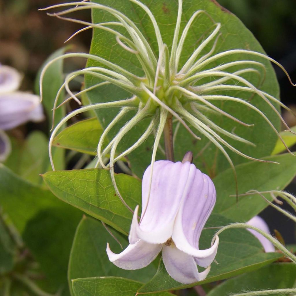 Clématite Annabella - Clematis