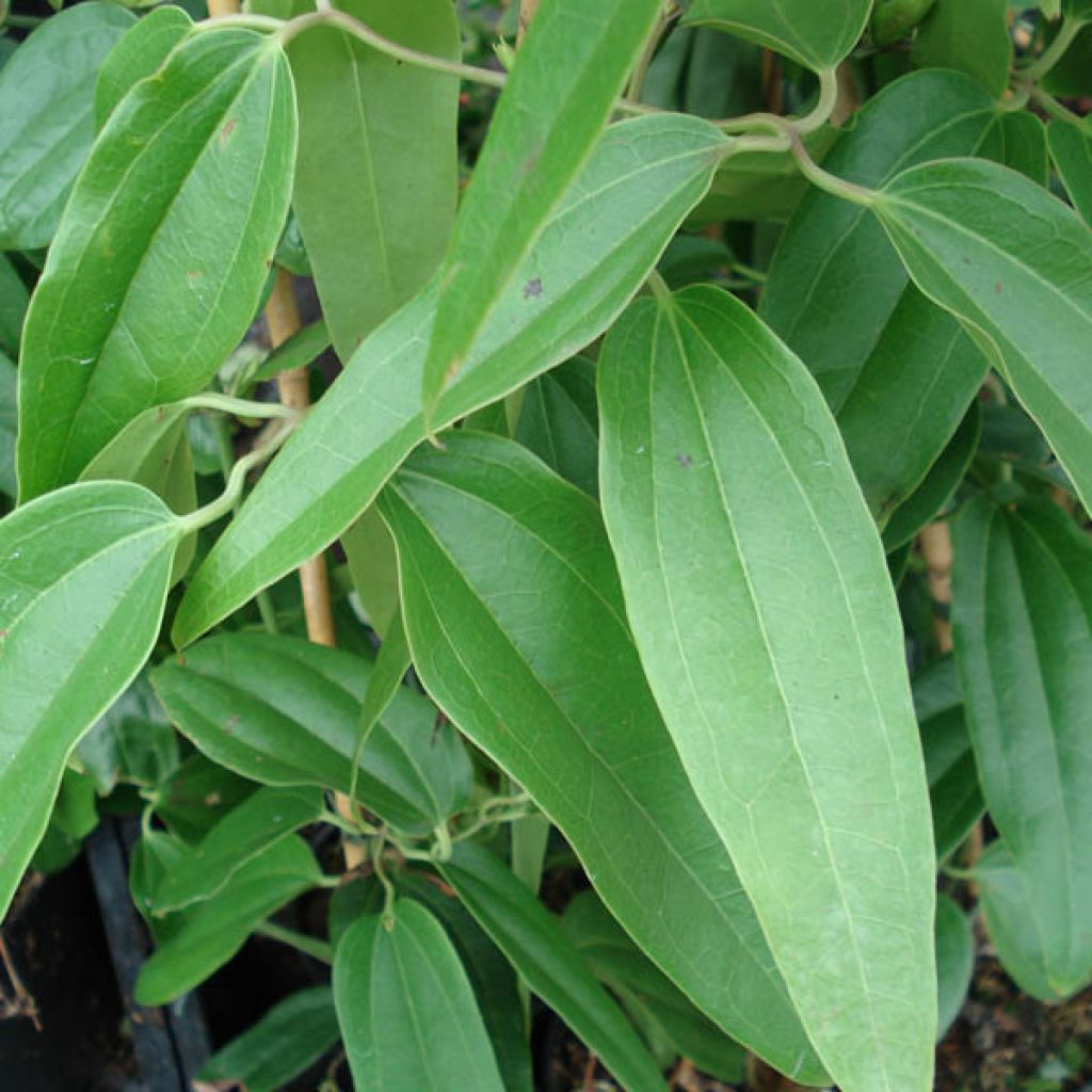 Clematis armandii - Evergreen Clematis