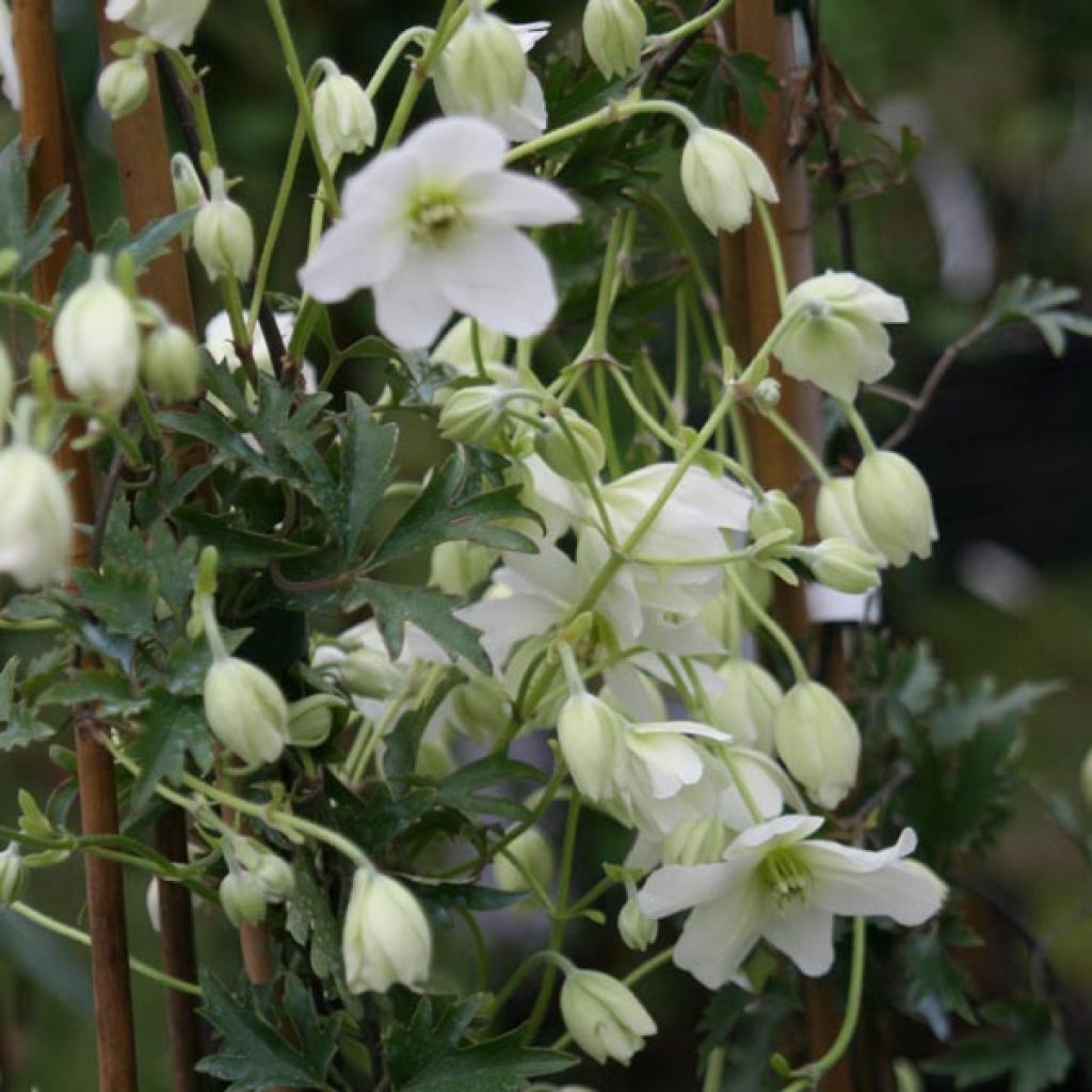 Clematis x indivisa Avalanche