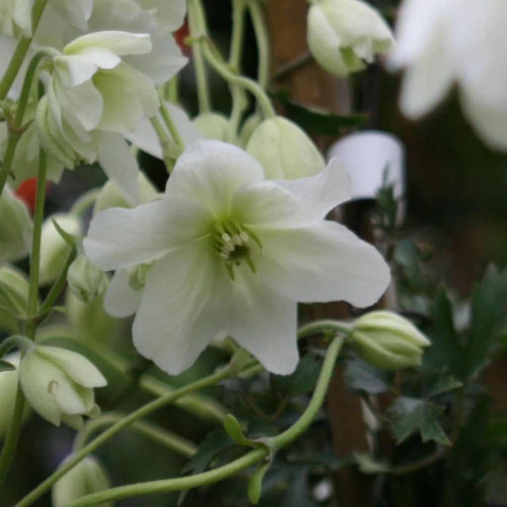 Clematis x indivisa Avalanche