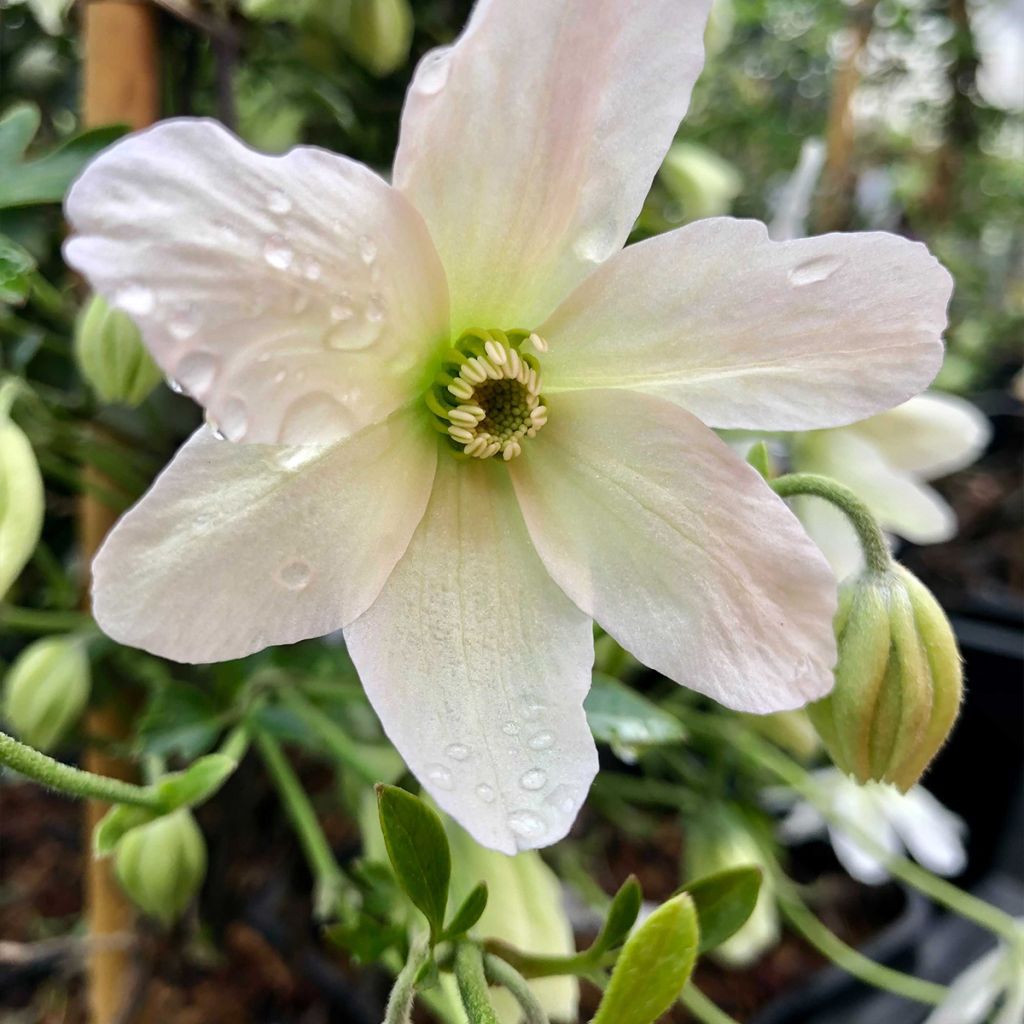 Clematis x indivisa Avalanche