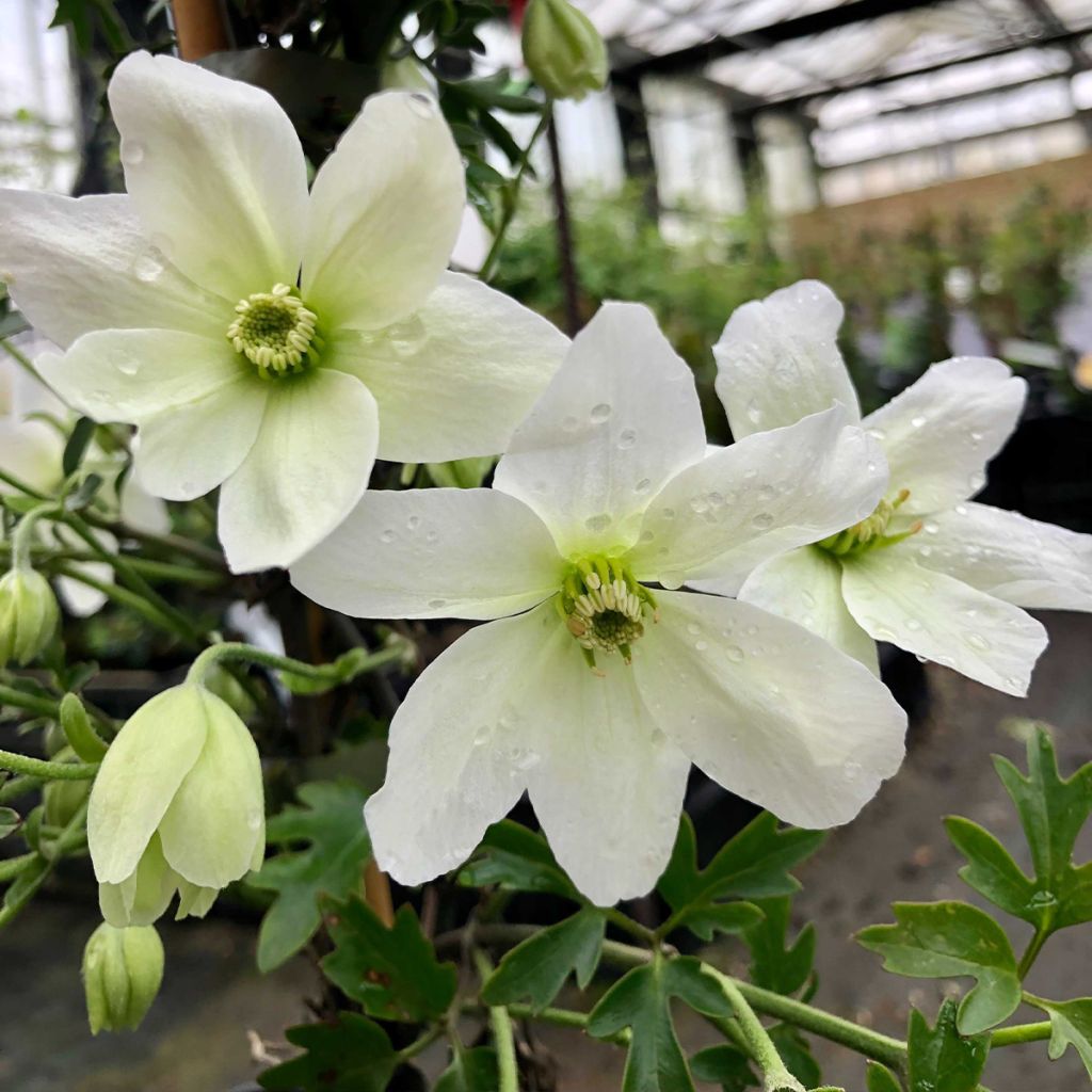 Clematis x indivisa Avalanche
