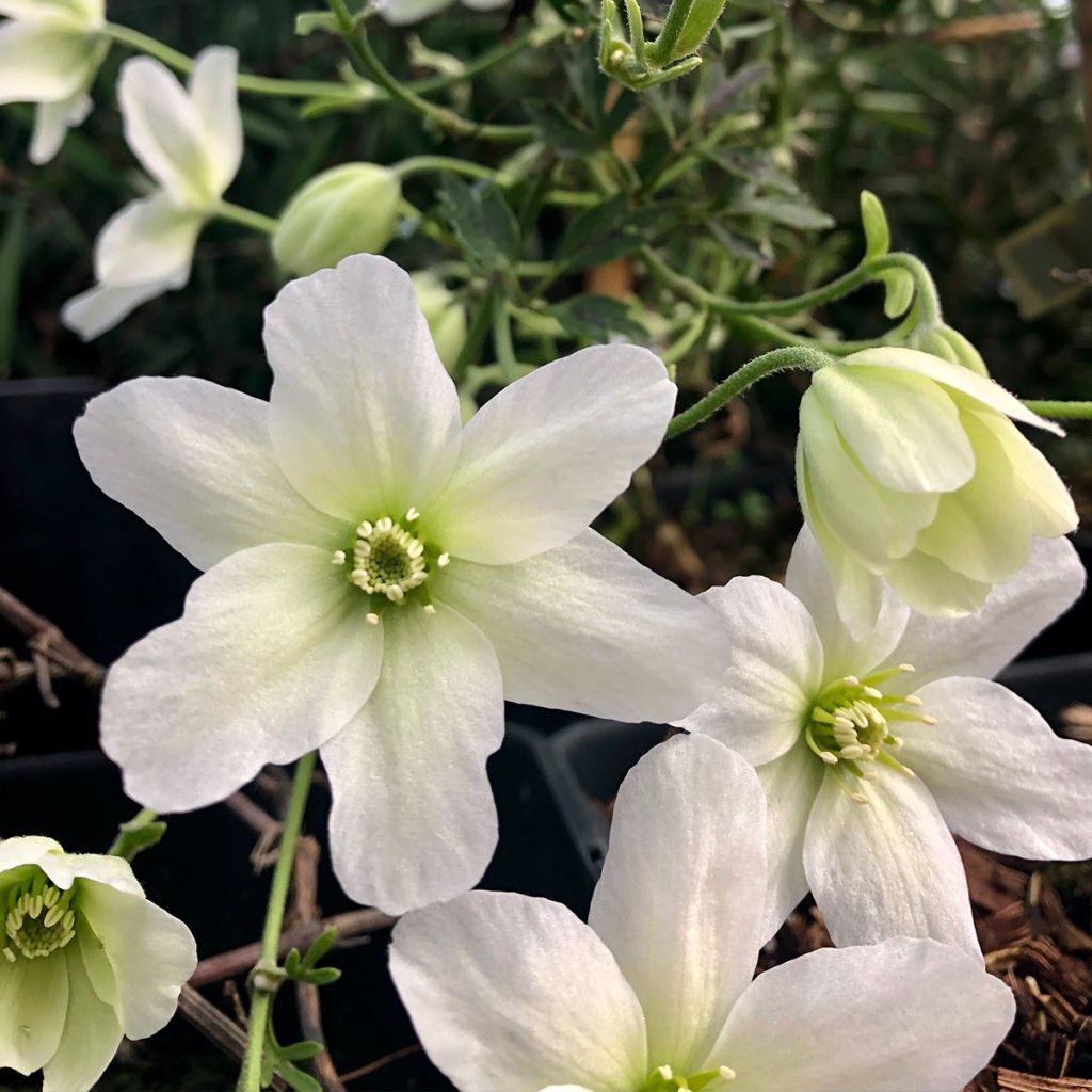 Clematis x indivisa Avalanche