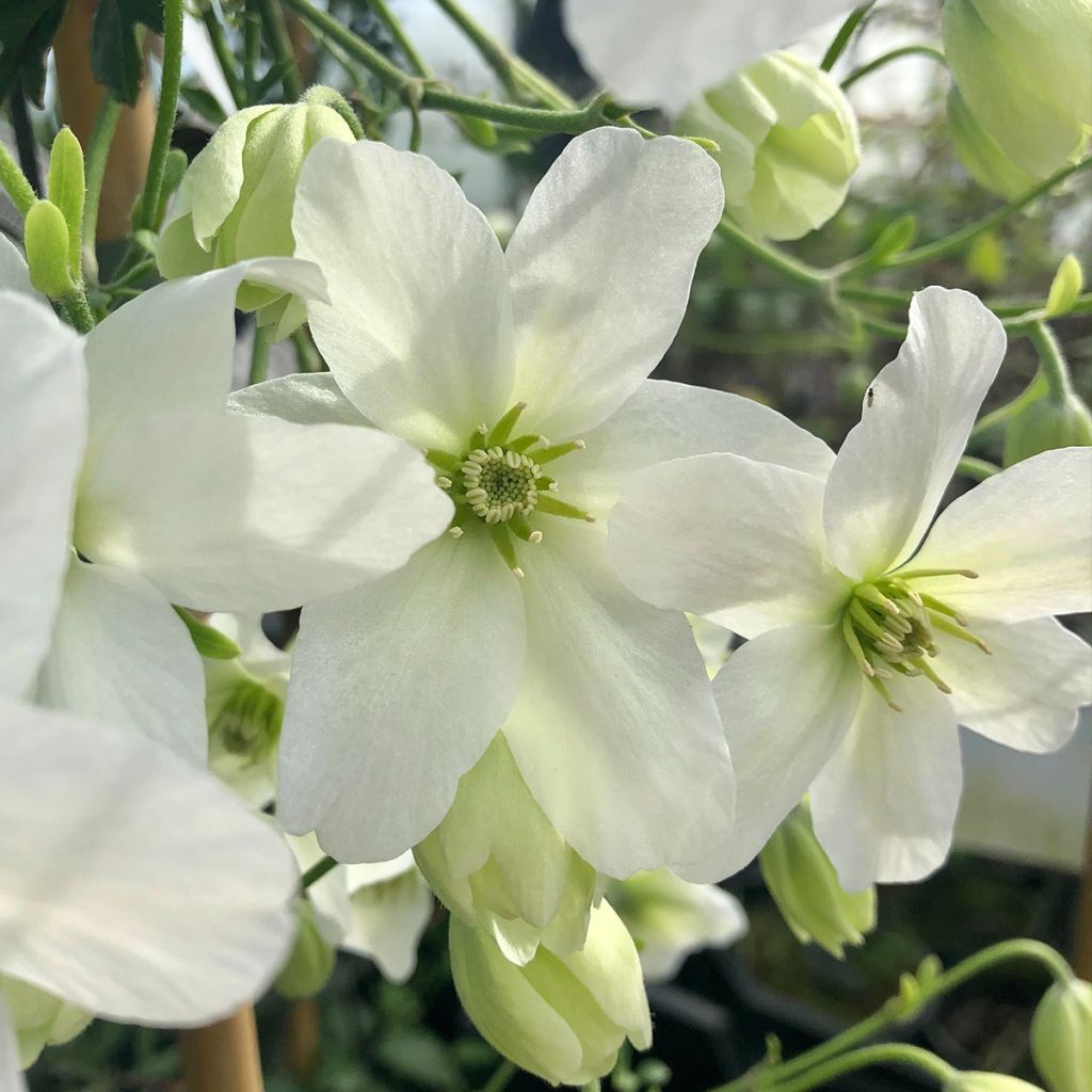 Clematis x indivisa Avalanche