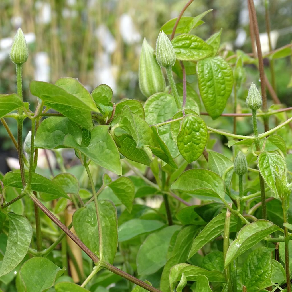 Clematis patens Blue Light - Early Large-flowered Clematis