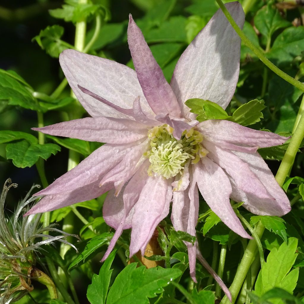 Clematis atragene Country Rose