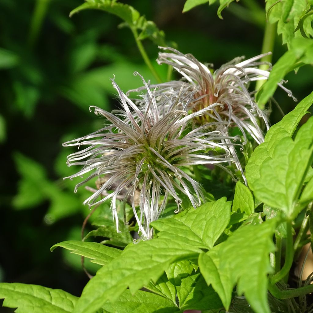 Clematis atragene Country Rose
