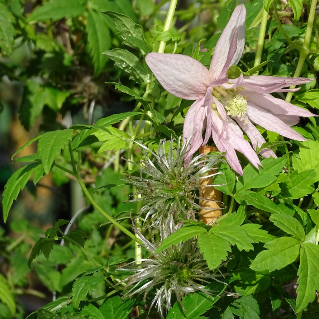 Clematis atragene Country Rose