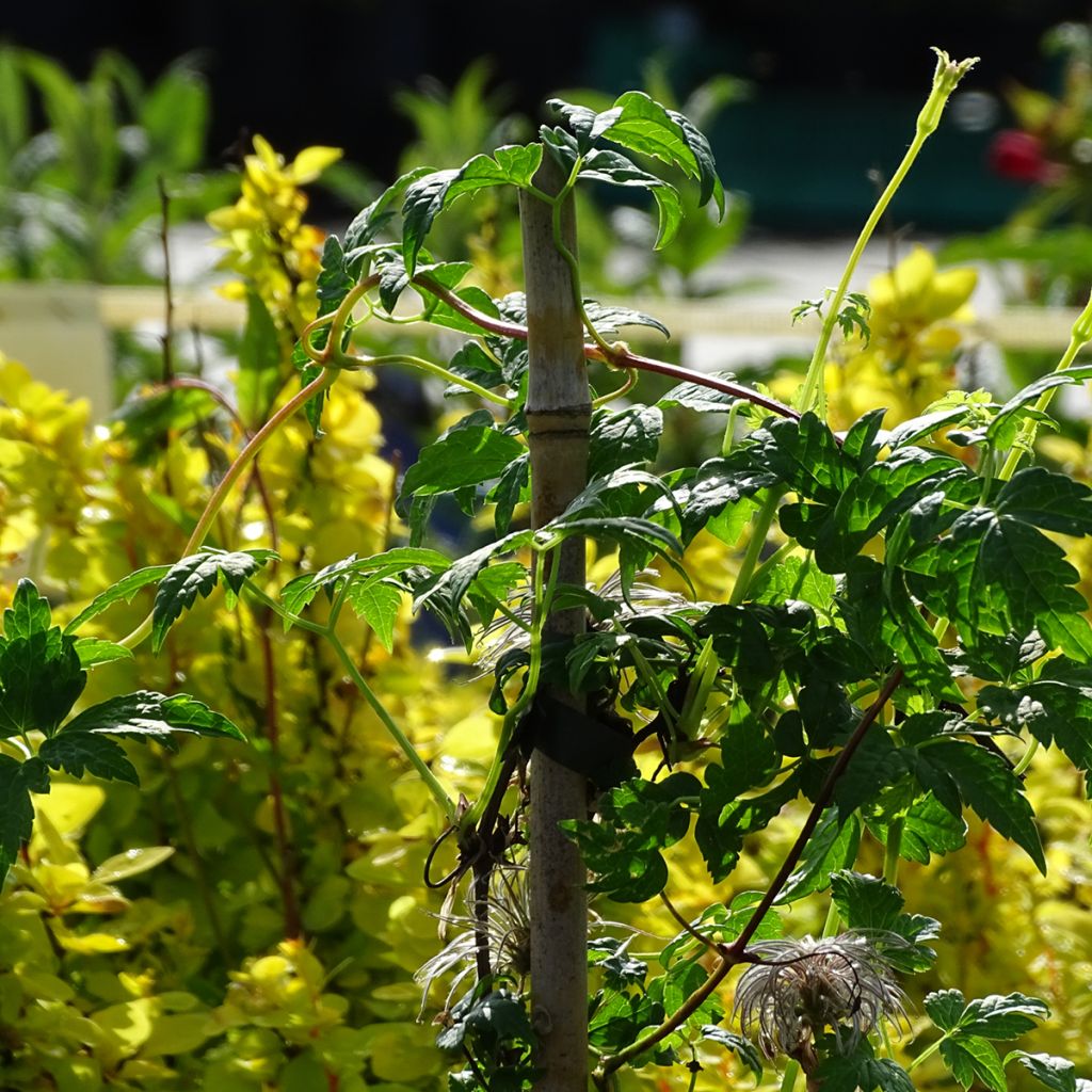 Clematis atragene Country Rose