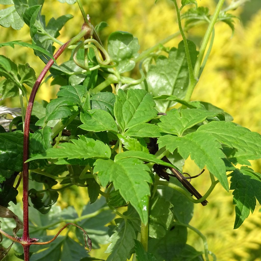 Clematis atragene Country Rose