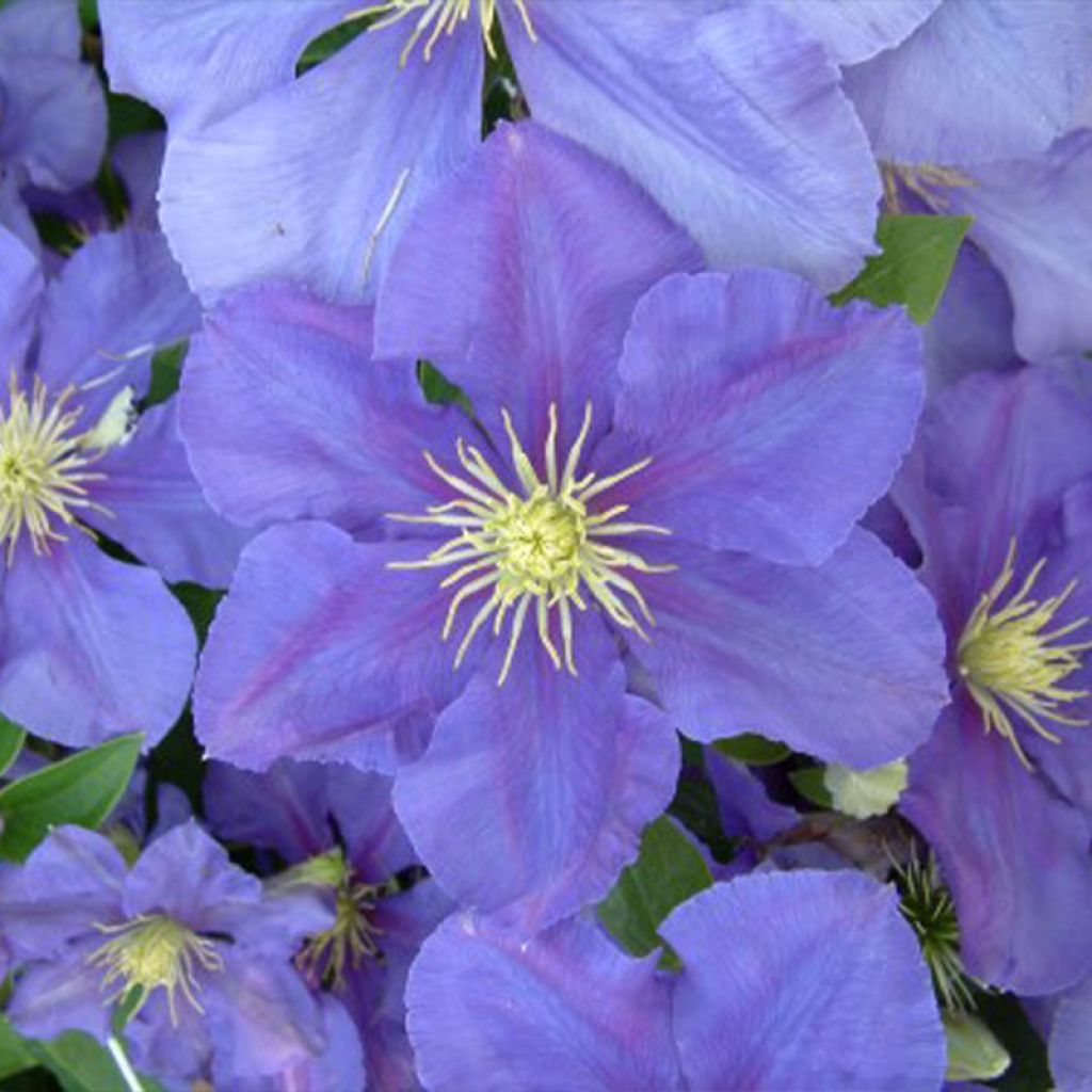 Clematis patens General Sikorski