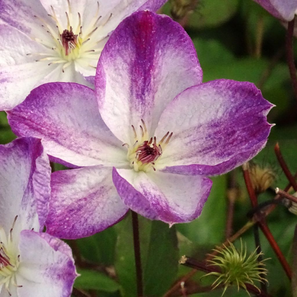 Clematis x viticella Pernille