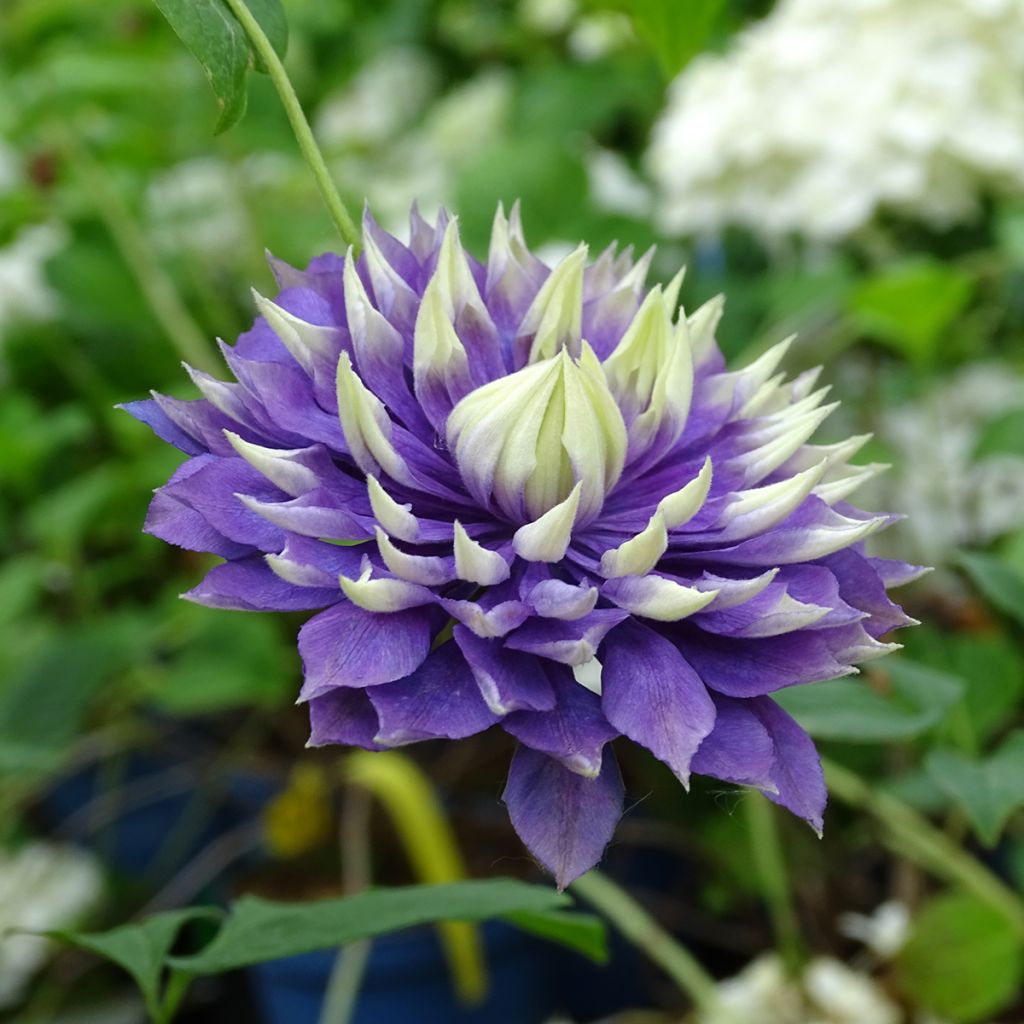 Clematis Taiga