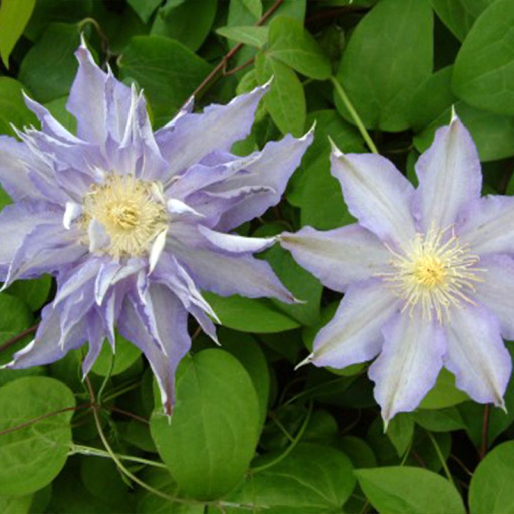 Clematis Thyrislund