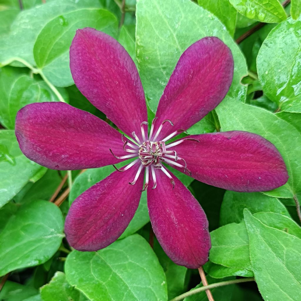 Clematis x patens Westerplatte