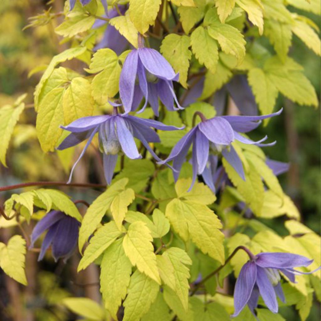 Clematis atragene Stolwijk Gold