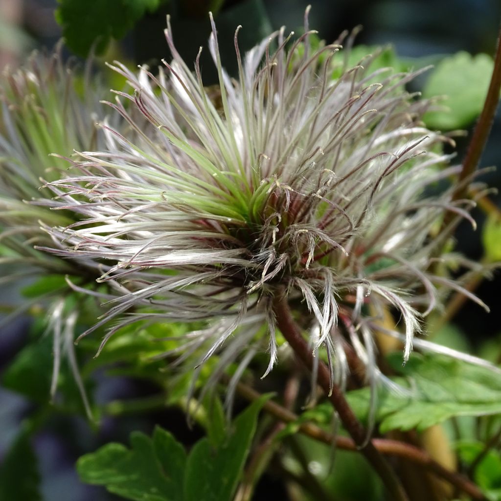 Clematis atragene macropetala Markham's Pink