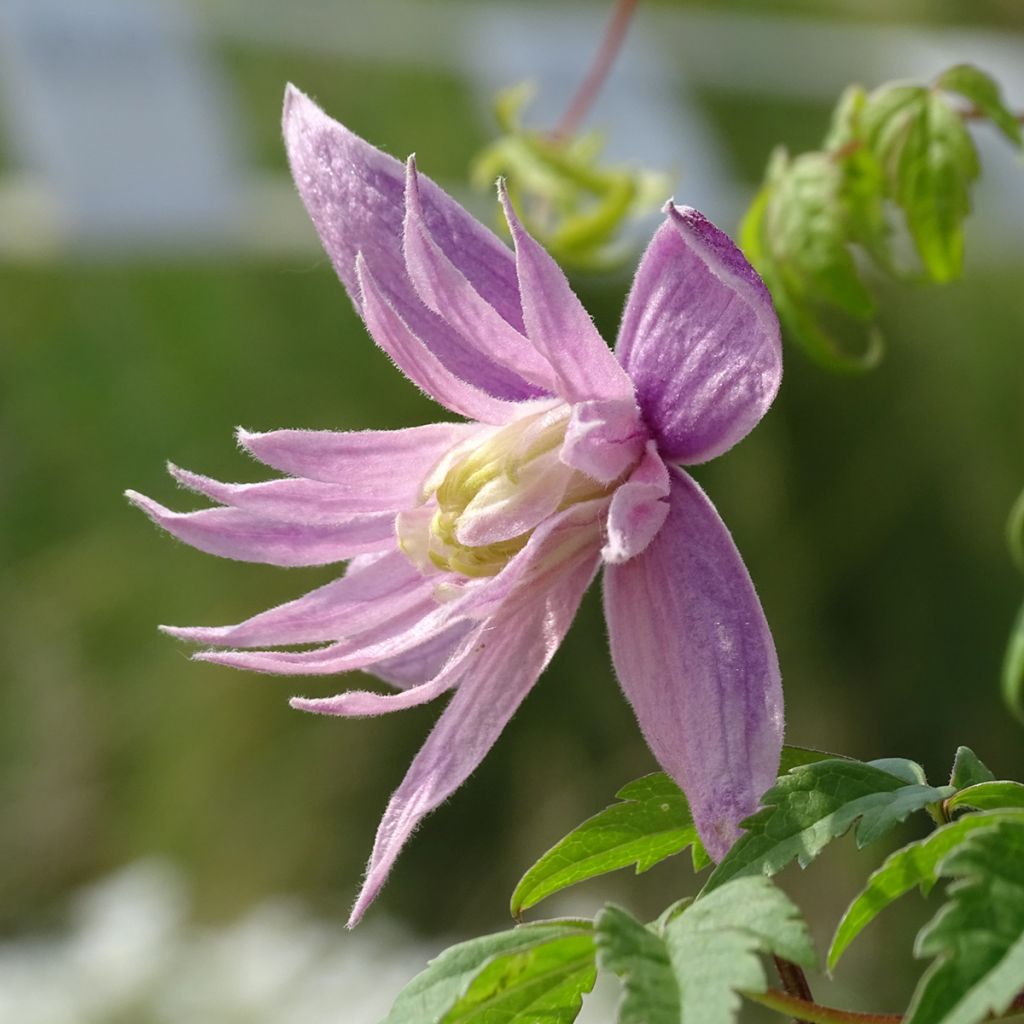 Clematis atragene macropetala Markham's Pink