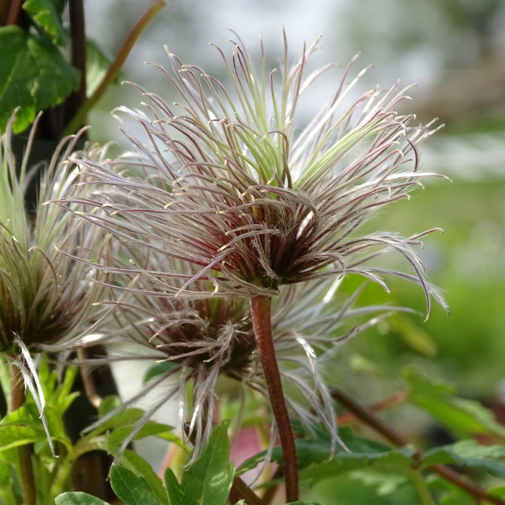 Clematis atragene macropetala Markham's Pink