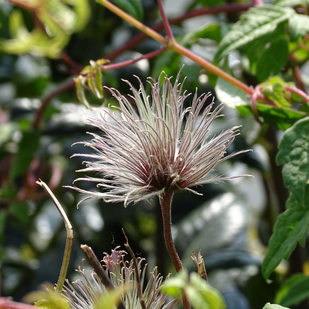 Clematis atragene macropetala Markham's Pink