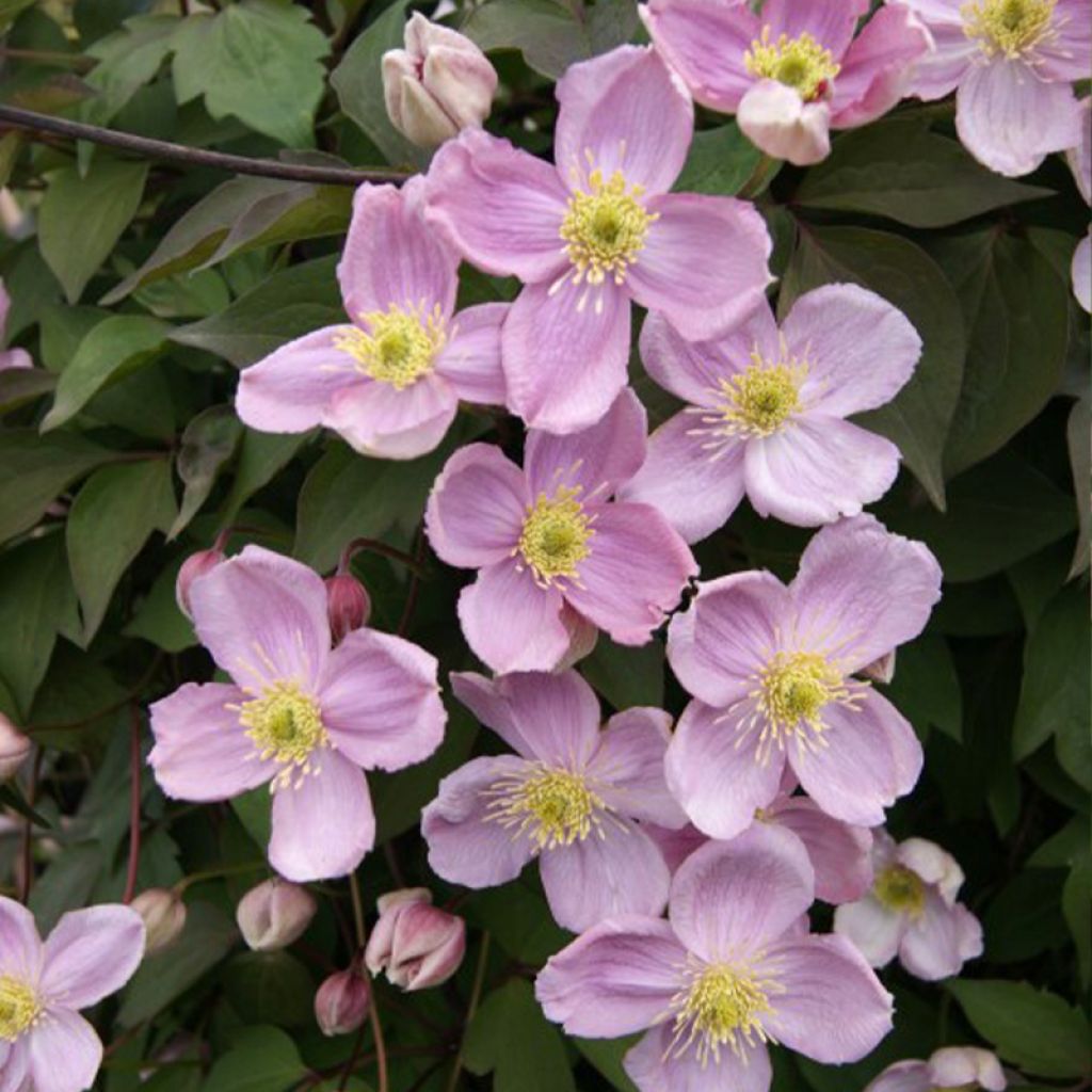 Clematis Sanssouci