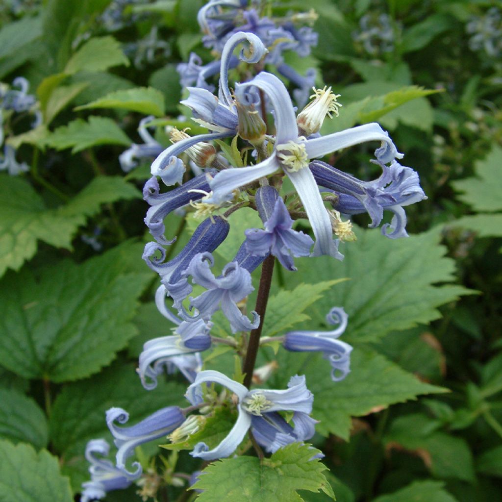 Clematis stans