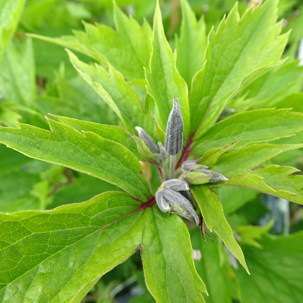 Clematis stans