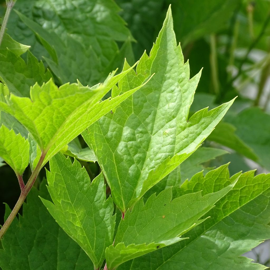 Clematis stans