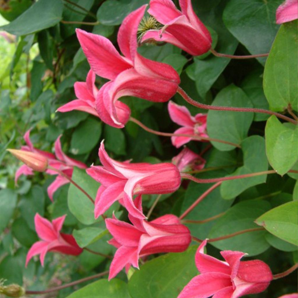 Clematis texensis Princess Diana - Scarlet Leather Flower