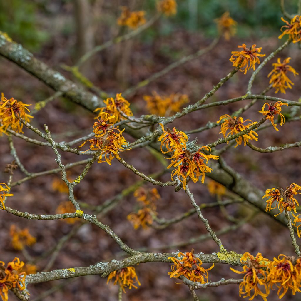 Clematis tibetana Orange Peel